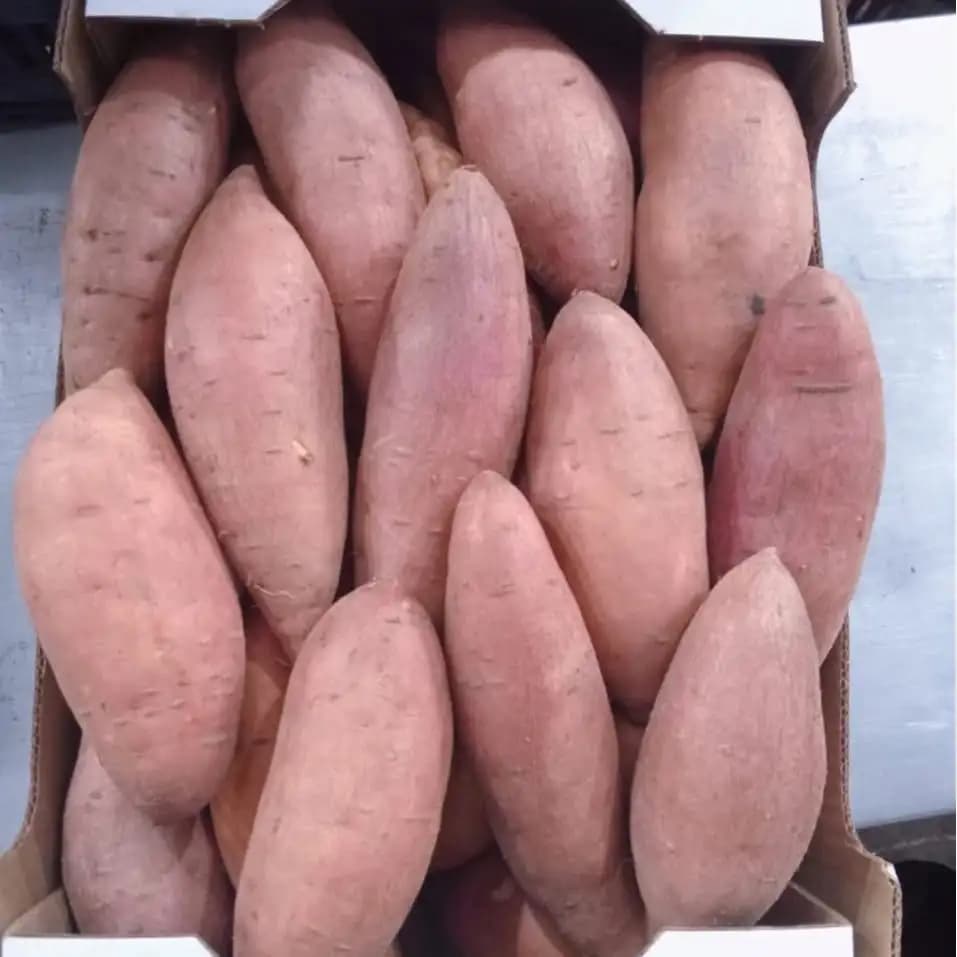 Orange-fleshed sweet potato, cut to show the flesh