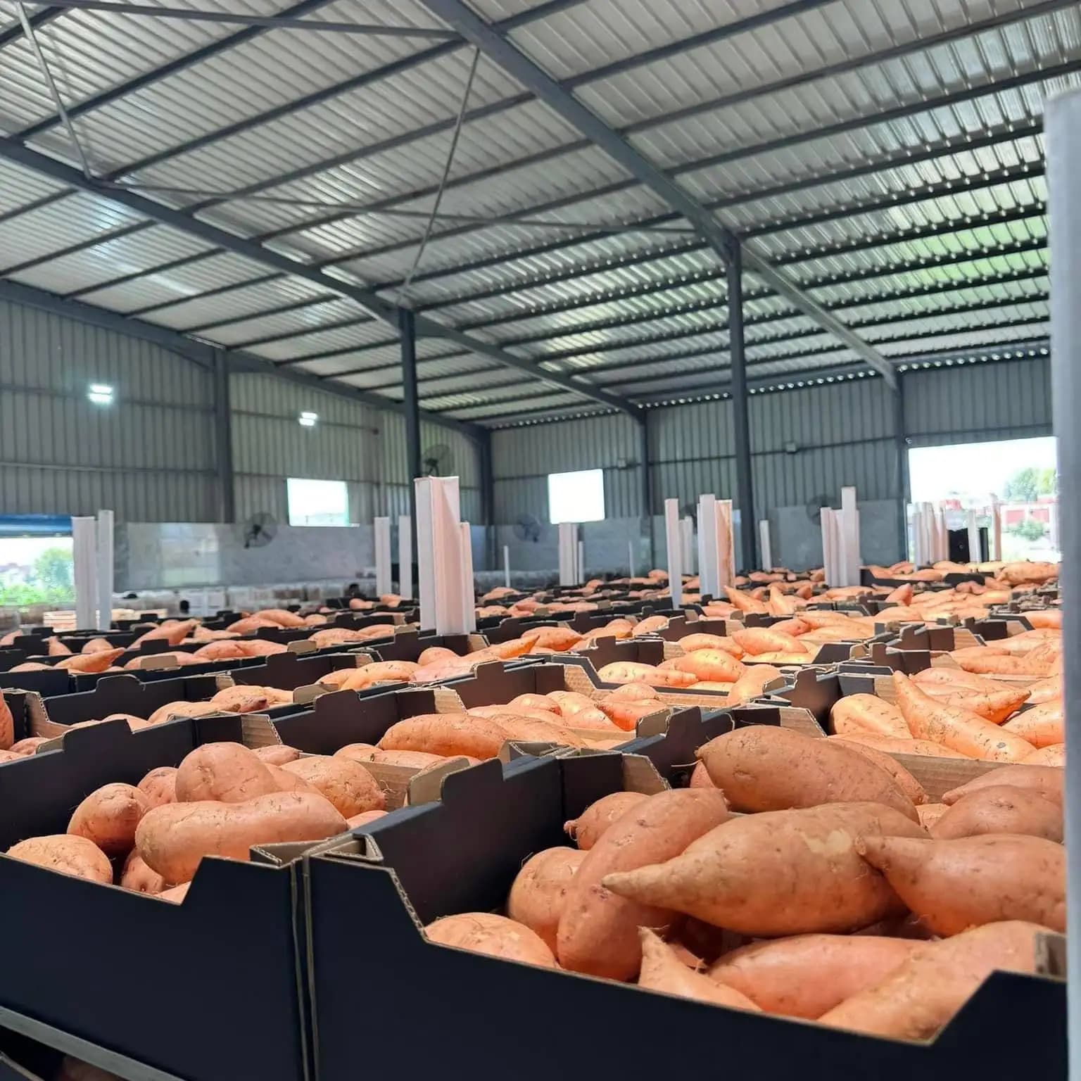 Crates of graded sweet potatoes filling the packing floor