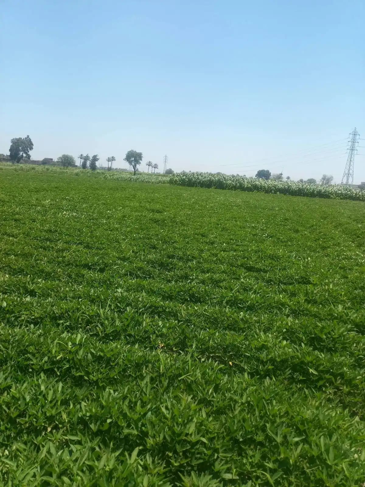 Rows of a sweet-potato farm stretching toward the horizon under an open sky