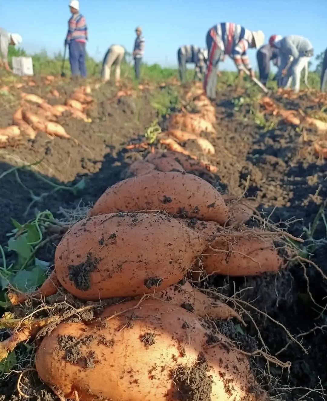 Freshly lifted sweet potatoes resting in the soil of the field
